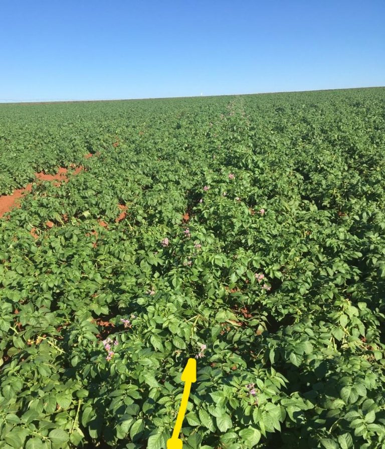 ‘brs F183 Potira Uma Nova Cultivar De Batata Para Processamento E Mercado Fresco Abba 4327